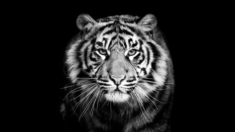 wildlife, close up, whisker, head, feline, monochrome photography, tiger, animal, one animal, black, animal body part, 1080P, cat, mammal, animal wildlife