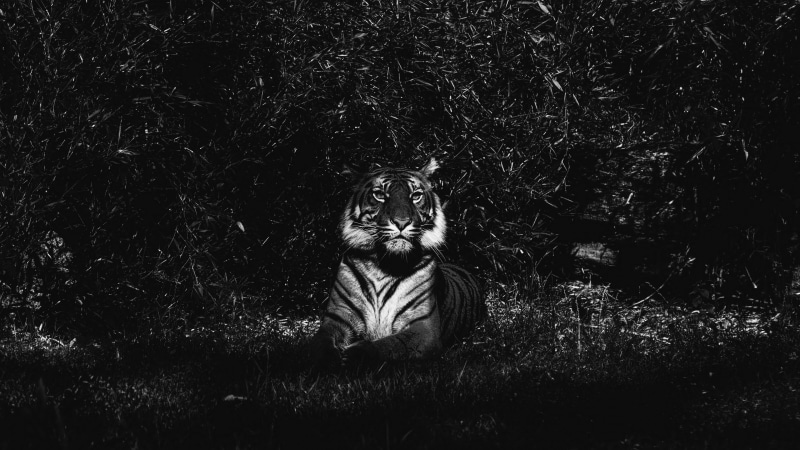 black background, black and white, monochrome, feline, predator, 4K, photography, front view, grass, dark, wild, plant, tiger, lying, domestic animals