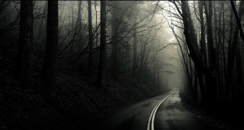 trees, monochrome, forest, 1080P, road, dark