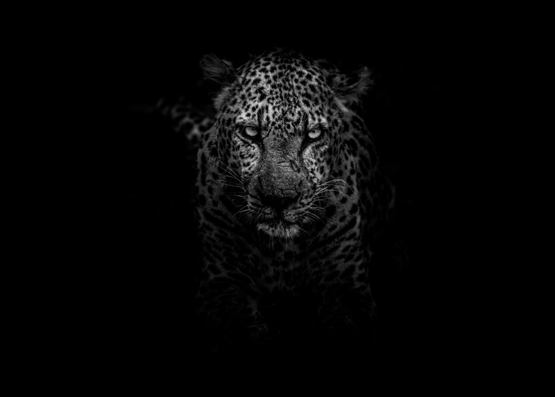 no people, black and white, portrait, front view, vertebrate, 5k, 4k, monochrome, dark, animal head, black background, studio shot, animals in the wild