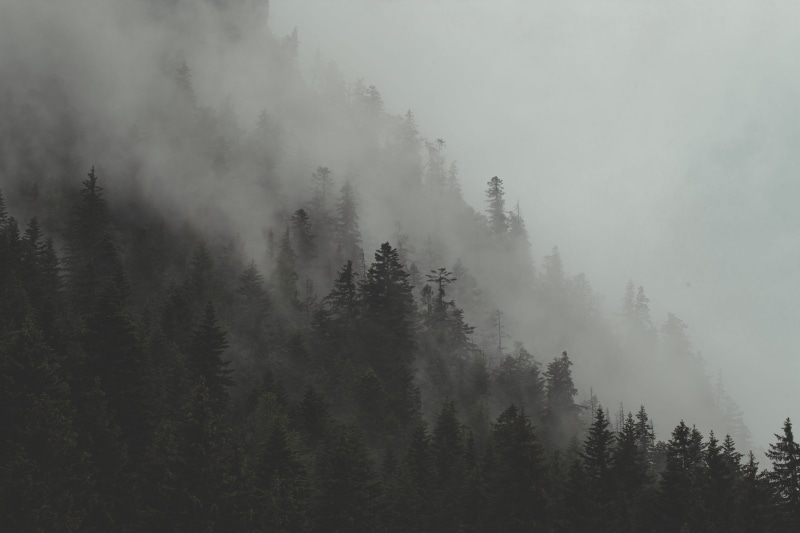 fir Tree, backgrounds, 5K, dew, black and white, french alp, misty, dark, season, green, snow, scenics, mountain, thick, pine, tree, white, steam, forest