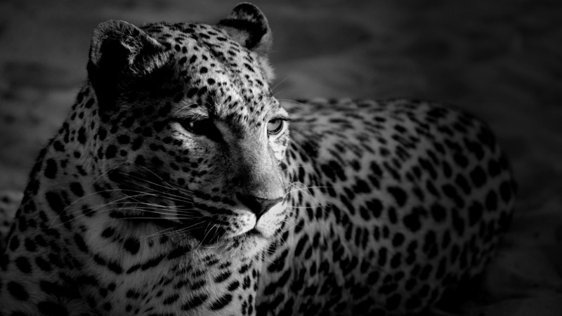 undomesticated cat, spotted, leopard, animal wildlife, black and white, photography, whisker, 1080P, feline, looking away, no people, animals in the wild