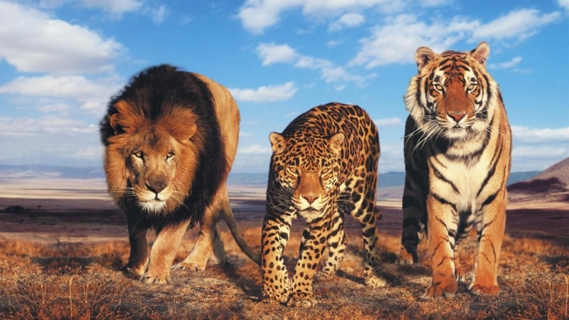 lion, cats, leopard, tiger, savanna, wild, big, animals, big cats, 1080P, eyes, wild cats