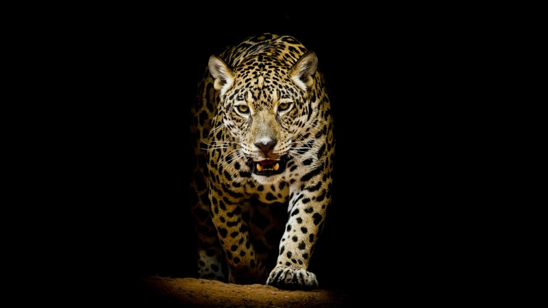 terrestrial animal, big cat, mammal, 4K, darkness, leopard, wildlife, dark, whiskers
