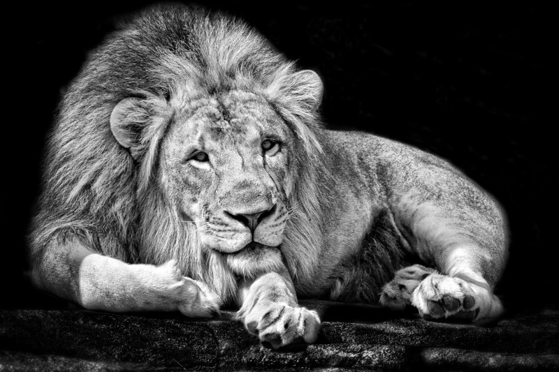 1080P, lion - feline, animal, looking away, animals in captivity, portrait, resting, grayscale, looking, animals in the wild, animal themes, day, black background