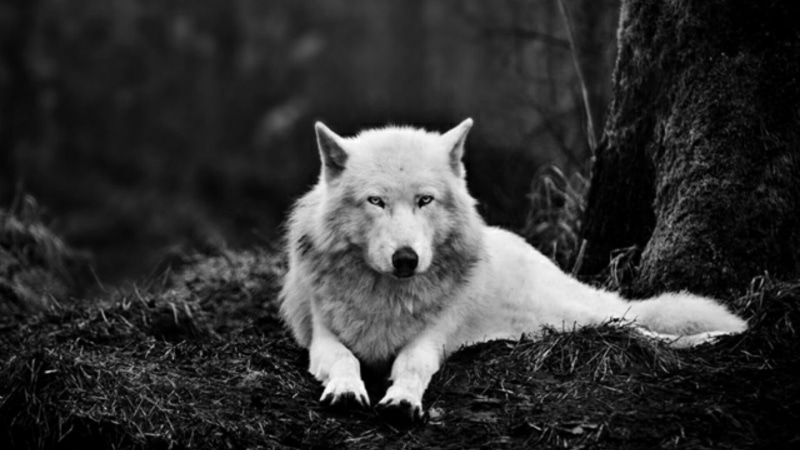 pets, animals in the wild, fauna, wild animal, mammal, no people, black and white, white wolf, dog, animal wildlife, domestic animals, portrait, wild, looking at camera