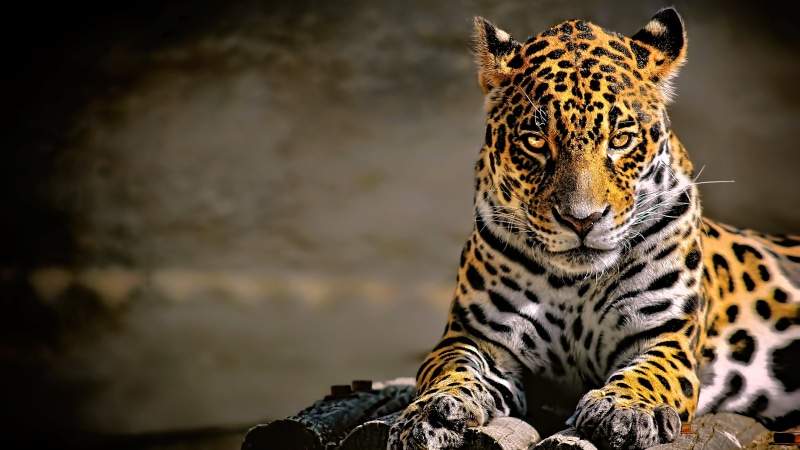leopard, big cats, animals, leopard (animal), jaguars, 4K