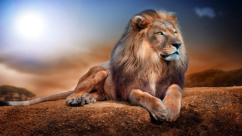 1080P, king, lion, wild cat, wildlife, big cat