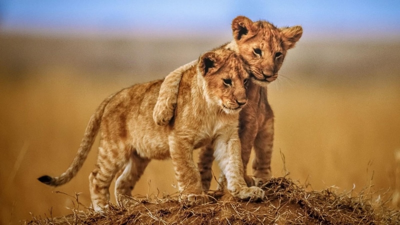 wild animal, cubs, big cats, lion, safari, savanna, cute, wildlife, 1080P