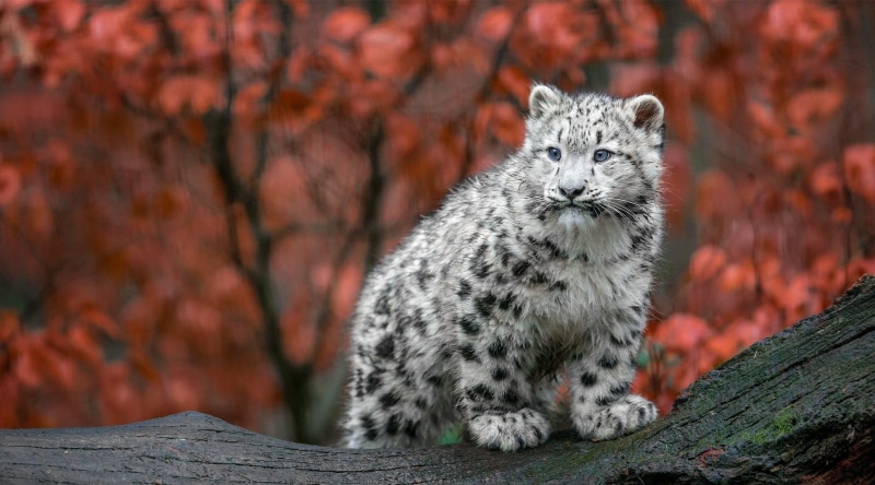 cat, trunk, baby animals, snow leopards, carnivore, lynx, animals, endangered Species, wildlife, danger, leopard (animal), vertebrate, gray, photo, carnivora