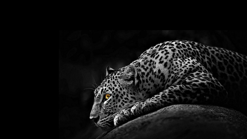 carnivora, wildlife, monochrome, 1080P, spotted, animals in the wild, animal, big cat, jaguar, wild animal, nature, animal head, domestic animals, animal markings