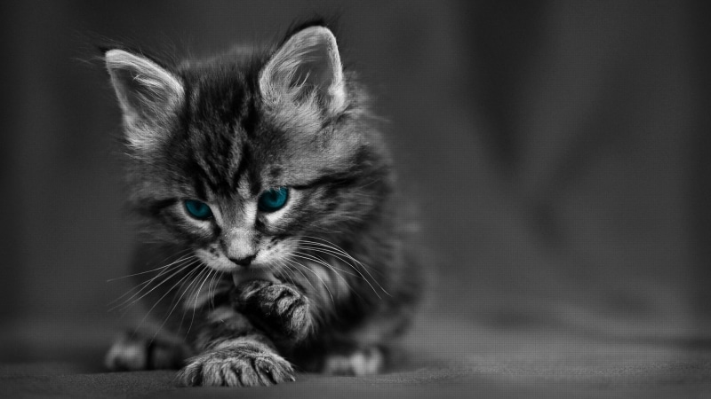 black and white, whiskers, kitten, domestic short haired cat, monochrome, domestic cat, blue eyes, cute cat, baby cat, catling, cute, monochrome photography