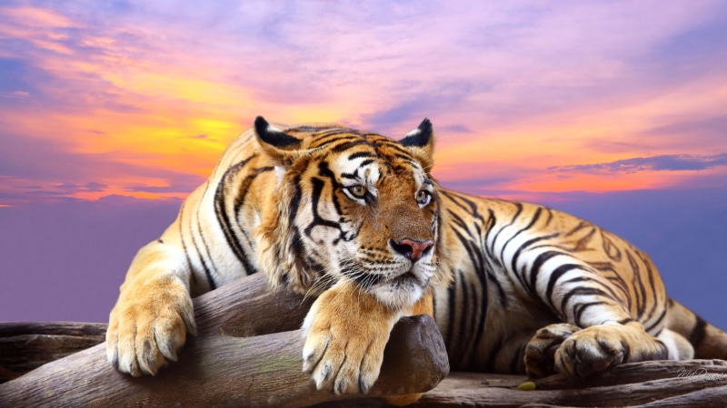 cute, hunt, carnivore, eye, whiskers, mammal, animal, wildlife, striped, bengal, wild, 4K, big cat, dangerous, zoo, hunter, africa, domestic cat, cat