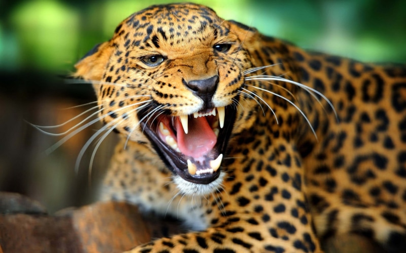 feline, animal body part, mammal, cat, animal wildlife, big cats, one animal, aggression, leopard, animals, close-up, no people, leopard (animal), snarling