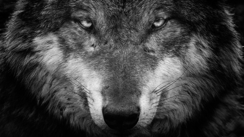 eyes, monochrome, black, 1080P, wildlife, photography, wolf, close up, black and white, fur, fauna, portrait, snout, monochrome photography, whiskers