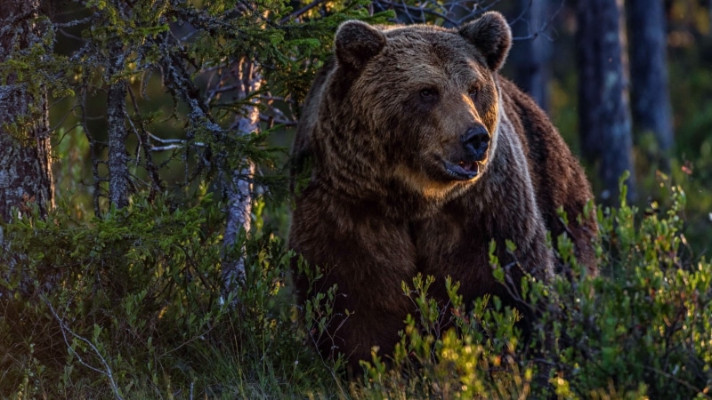 animal wildlife, terrestrial animal, forest, animal themes, 4K, brown, outdoors, tree, vertebrate, wildlife, no people, nature, grizzly bear, plant, animal