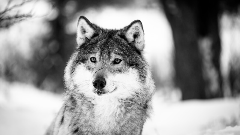 photography, wildlife, 4K, wolf, black and white, winter, monochrome photography, fur