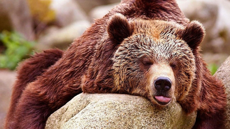 rock, wildlife, animal body part, bear, brown, no people, mouth open, fauna, vertebrate, close-up, animal head, day, mammal, cute, terrestrial animal, 1080P