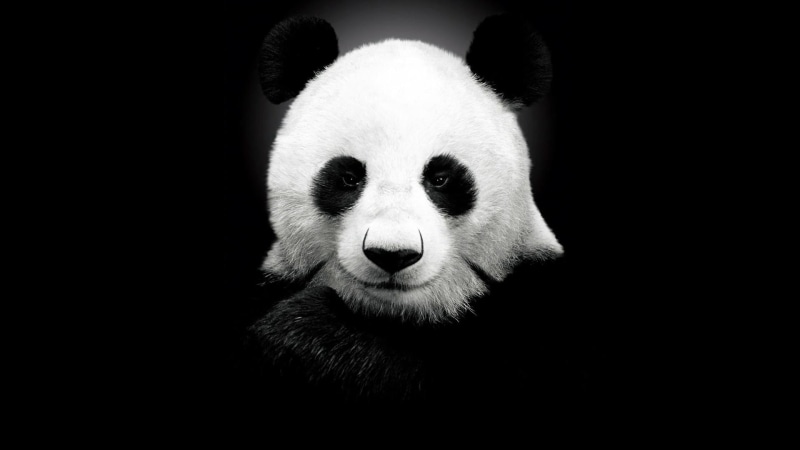 1080P, looking at camera, giant panda, animals, black background, animals in the wild, cute, animal head, endangered species, bear, copy space