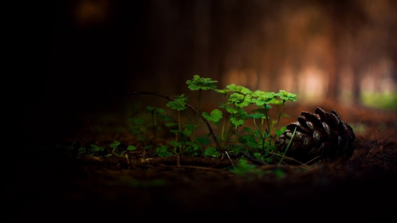 close-up, 1080P, surface level, grass, autumn, fungus, leafed, depth of field, yellow, animal wildlife, forest, focus, pine cones, springtime, moss, photography