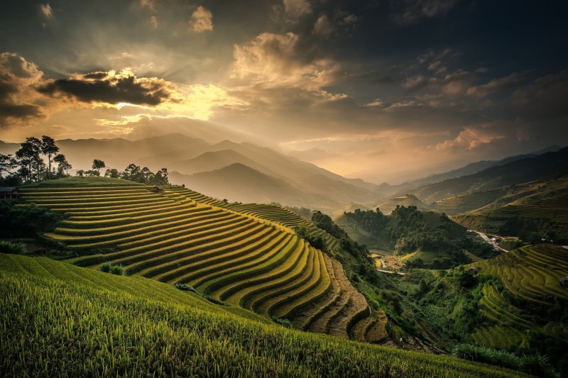 agriculture, farm, scenics - nature, land, sky, environment, landscape, terrace, nature, valley, growth, sunset, plant, gardening, plantation, no people