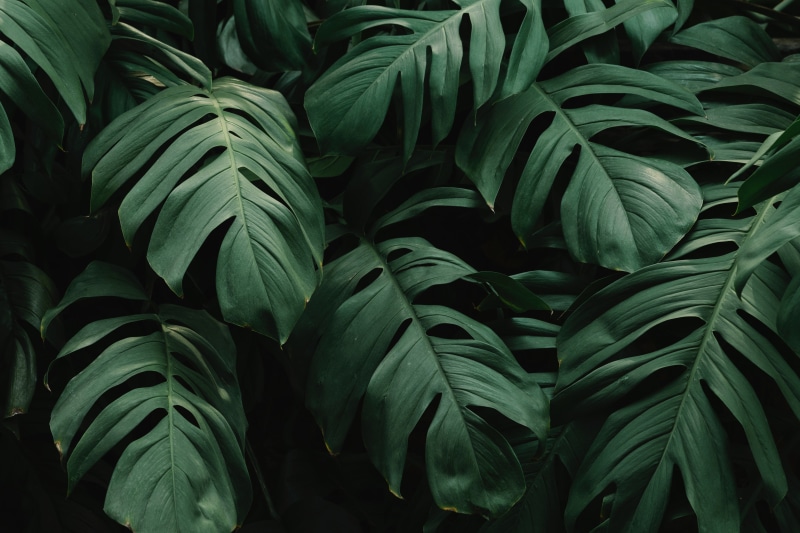 beautiful, 5K, monstera, green leaves