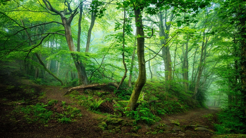 green nature, forest path, green forest, 8K, woods, pathway, path, enchanting