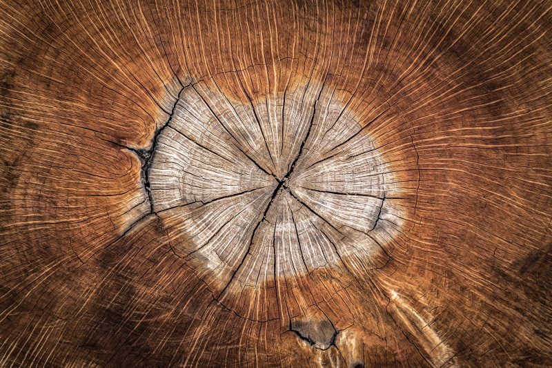 hardwood, background, concentric, old, backgrounds, annual zone, textured effect, textured, nature, tree Ring, tree stump, texture, rough, 4K, day, circle