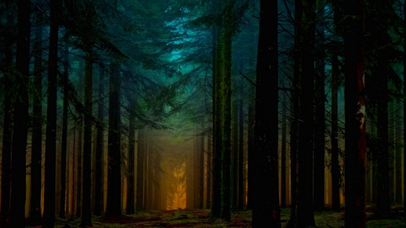 tree, nature, land, forest, fog, growth, environment, scenics - nature, trunk, no people, mist, path, tranquil scene, tree trunk, night, non-urban scene