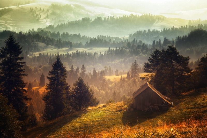 plant, mist, grass, sky, landscape, fog, leaf, hills, tree, idyllic, green, growth, nature, sunlight, field, land, tranquility, scenics - nature, morning