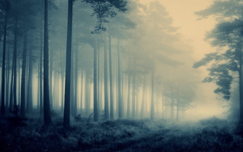hazy, pine tree, fog, 480P, tree, no people, pine woodland, grass, trunk, landscape, path, scenics - nature, trees, outdoors, plant, blue, leafed, beauty in nature