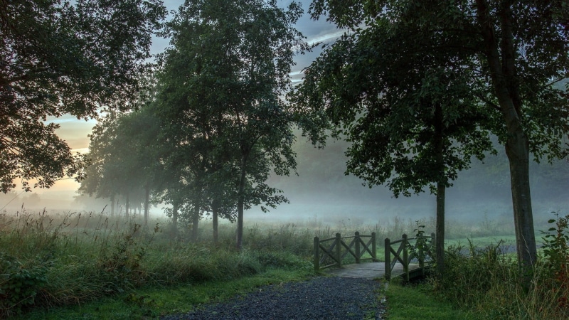 tranquil scene, beauty in nature, non-urban scene, growth, forest, trees, land, no people, tranquility, green, fog, scenics - nature, morning, plants, outdoors