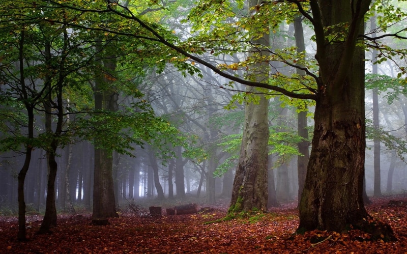 fog, day, trunk, land, non-urban scene, nature, plant, tree trunk, tranquility, leaves, beauty in nature, woodland, calm, growth, tree, outdoors, leafed