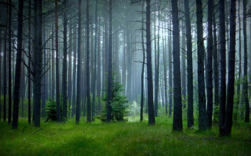 tranquility, spring, non-urban scene, woodland, green color, trees, plant, trunk, grass, no people, pine woodland, green, growth, outdoors, landscape, 1080P