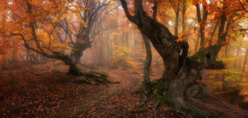 trunk, forest, tranquility, change, plant, woodland, mist, autumn collection, branch, non-urban scene, beauty in nature, land, magic, leaf, landscape, trees