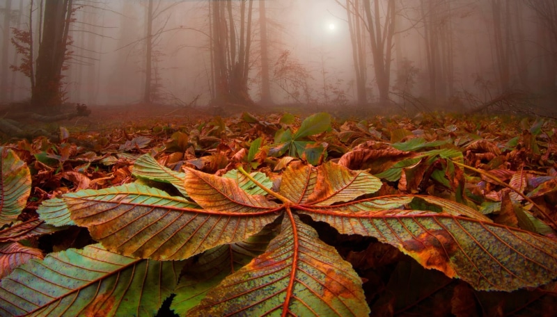 autumn collection, no people, green, sunlight, leaf vein, leaf, change, beauty in nature, fog, natural condition, trees, growth, mist, fall, outdoors, tree trunk