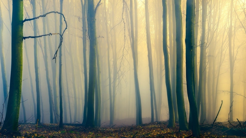 tree trunk, 1080P, land, spooky, halloween, trunk, tranquility, non-Urban Scene, forest, environment, mist, plant, horror, light - Natural Phenomenon