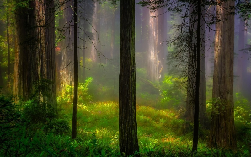 2K, remote, sunrise - Dawn, summer, land, multi Colored, bright, landscape, no People, hazy, beauty In Nature, lush Foliage, trunk, green Color, wood