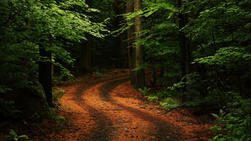 road, growth, dirt, forest, travel, footpath, pathway, lush Foliage, street, season, outdoors, moss, rainforest, daytime, leaf, tree, rural Scene