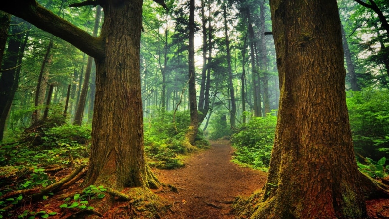 tranquil Scene, remote, magic, summer, sunlight, autumn, forest, plants, environment, leafed, outdoors, path, day, footpath, sun, nature, no People, leaves