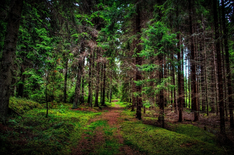 beauty In Nature, rainforest, trees, day, green Color, woodland, rural Scene, landscape, trunk, forest, scenics, grass, growth, 4K, scenics - nature, wilderness Area