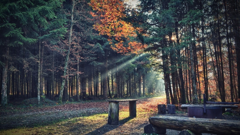rural Scene, no People, wood - Material, green Color, wood, sunlight, path, trunk, shadow, yellow, day, summer, tree, bark, brown, sun, tranquility, tree trunk
