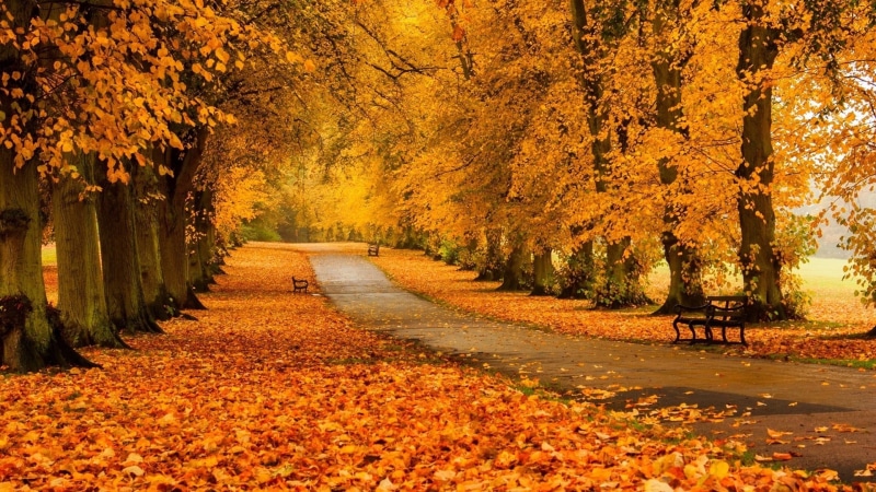 growth, scenics, park - Man Made Space, concrete, forest, gold Colored, season, pathway, outdoors, woodland, path, bench, tree, road, backgrounds, yellow
