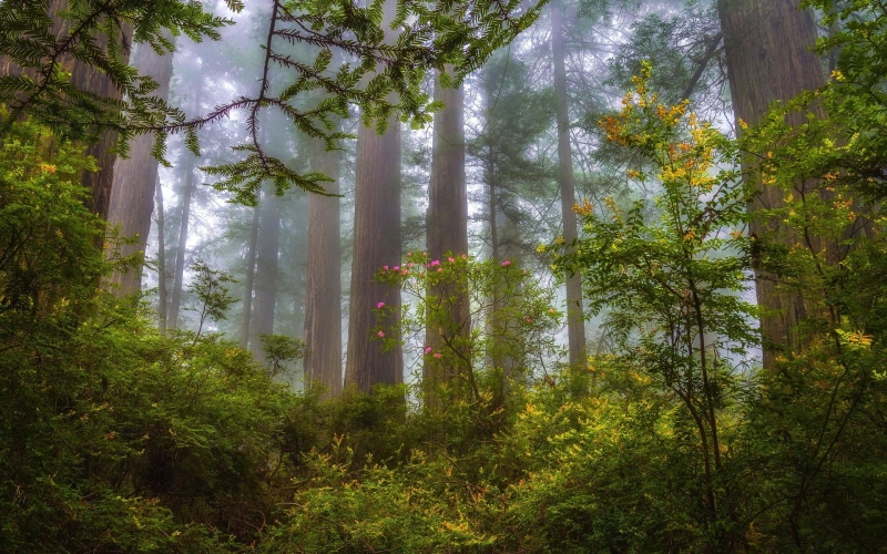 tranquility, landscape, bamboo - plant, tranquil scene, morning, beauty in nature, day, plant, idyllic, wildflowers, forest, tree, scenics - nature, tree trunk