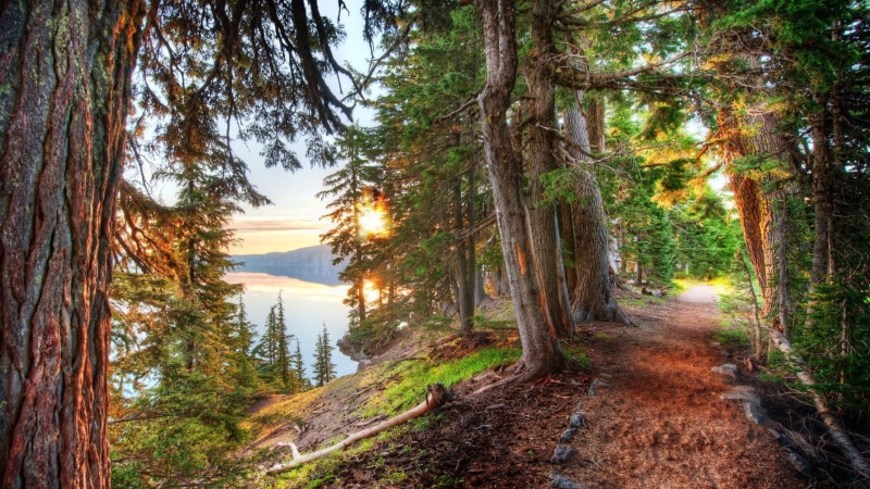 beauty in nature, land, leafed, growth, green, tree, trees, nature, plant, pathway, path, HDR, dirt road, tranquil scene, sun, sunset, trunk, tree trunk