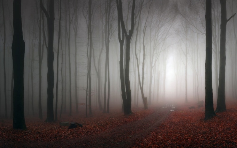 branch, fall, sunlight, woodland, scenics, fog, silhouette, winter, dirt road, landscape, horror, mystery, dusk, mist, footpath, land, sunbeam, fantasy