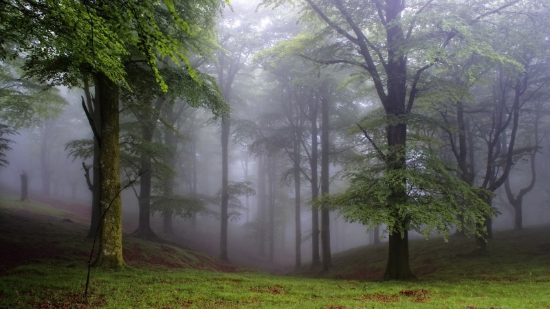 land, growth, no people, leafed, fog, landscape, grass, beauty in nature, outdoors, plant, tranquil scene, 1080P, scenics - nature, environment, nature