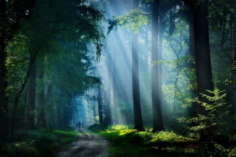 growth, walking, environment, beauty in nature, sunbeam, trunk, tree trunk, 480P, sunbeams, path, nature, non-urban scene, trees, power in nature, flowing