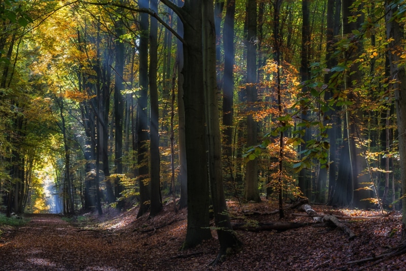forest, change, tree trunk, trunk, path, 1080P, non-urban scene, tranquil scene, fairy tale, sun rays, tree, growth, nature, day, landscape
