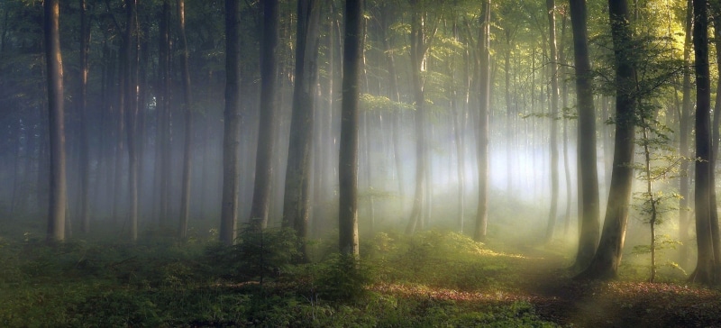 plant, light - Natural Phenomenon, dawn, fantasy, mist, trees, shrubs, woodland, day, wilderness Area, sunrise - Dawn, coniferous tree, green Color, scenics